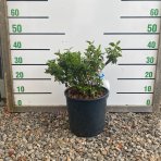 Cistus ladanový (Cistus ladanifer) - výška 20-30 cm, kont. C10L